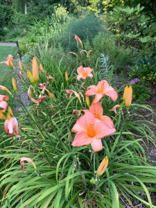 Hemerocallis 'Rosy Returns'