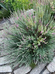 Teucrium marum in bloom