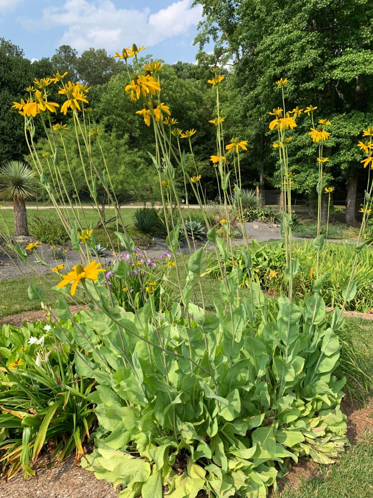 Rudbeckia maxima ‘Golda Emanis’ 