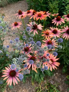 Echinacea 'Big Kahuna' with Eryngium