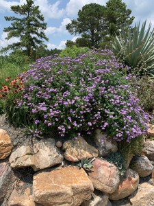 Heliotropium 'Augusta Lavender' in welcome berm