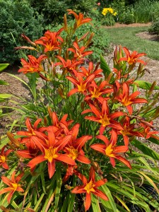 Hemerocallis 'Poinsettia'
