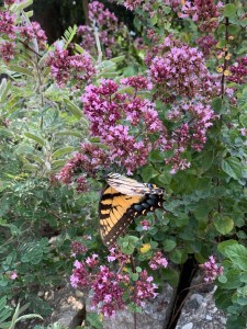 Tiger swallowtail on Origanum laevigatum 'Rosenkuppel'