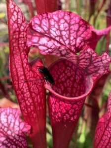 Sarracenia 'Daina's Delight' pitcher with wasp