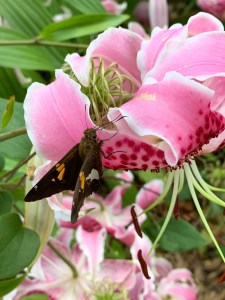 Lilium speciosum 'Fourth of July'