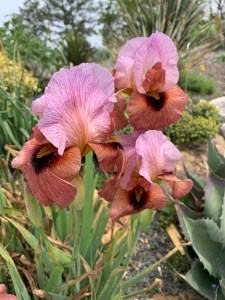Iris 'Bold Awakening'