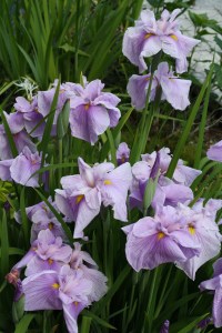 Iris ensata 'Satozakura' clump in flower
