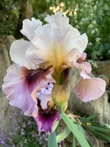 Iris 'Heart of Hearts' AB