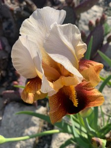 Iris 'Shaman's Magic'
