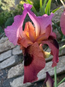 Iris 'Smokin' Hot'