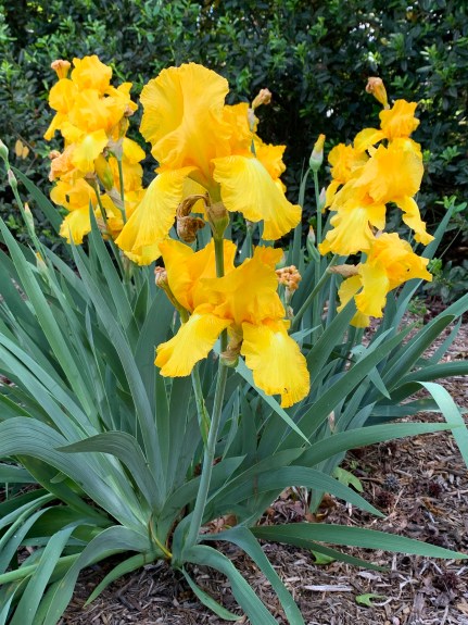 Iris x germanica 'Banana Frappe'