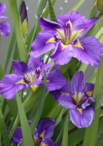 Iris x louisiana 'Geisha Eyes'