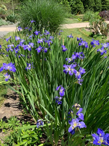 Iris x louisiana 'Sinfonietta'