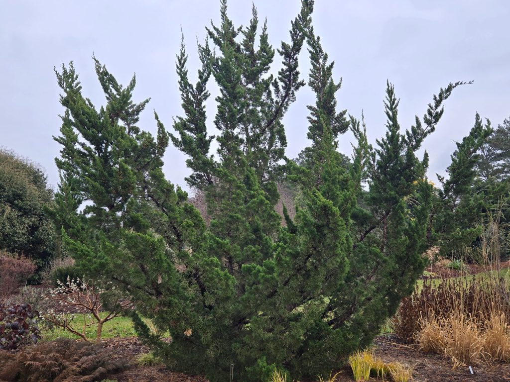 Juniperus chinensis 'Kaizuka'