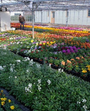 Kerley's Primula with Tim Kerley and Hans Hansen