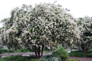 Lagerostroemia faurei 'Townhouse'