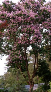 Lagerstroemia limii