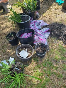 Labeled plants ready for transport