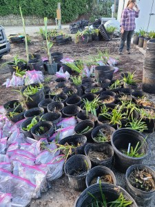 Rescued plants arrive at JLBG