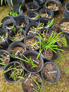Communal pots
