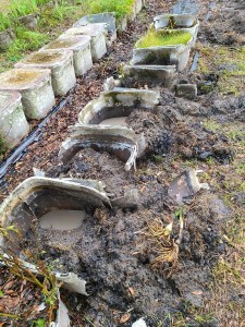 Sifting through the muck for plants