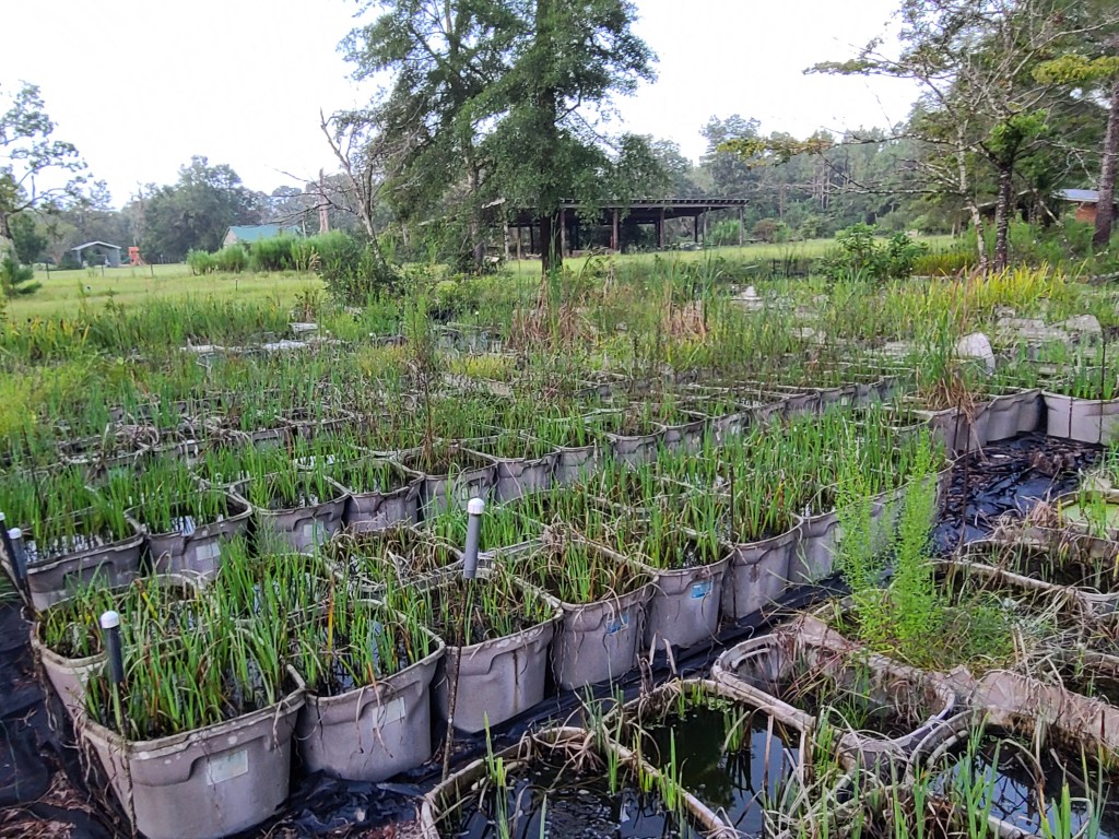 Rows of plastic tubs containing over five thousand plants