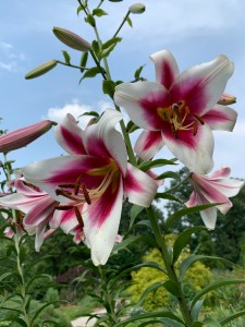 Lilium 'Silk Road'