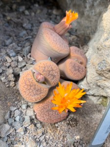 Lithops aucampiae ssp. koelemanii