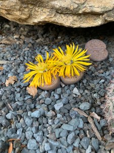 Lithops aucampiae in bloom