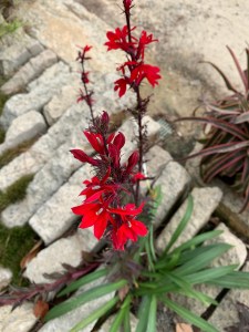 Lobelia x speciosa 'Starship'