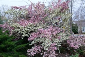 Loropetalum chinense 'Ruby Snow'