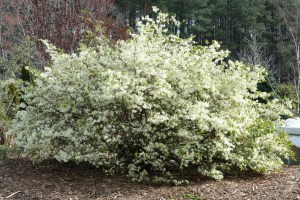 Loropetalum chinense 'Snow Panda'
