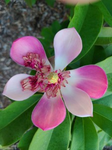 Magnolia 'Atlantis'