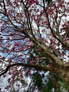 Magnolia 'Laura Saylor'