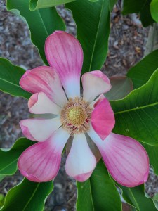 Magnolia officinalis var. biloba 'Fireworks'