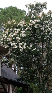 Magnolia platypetala in flower