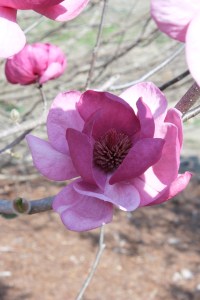 Magnolia x soulangeana 'Black Tulip' flower closeup