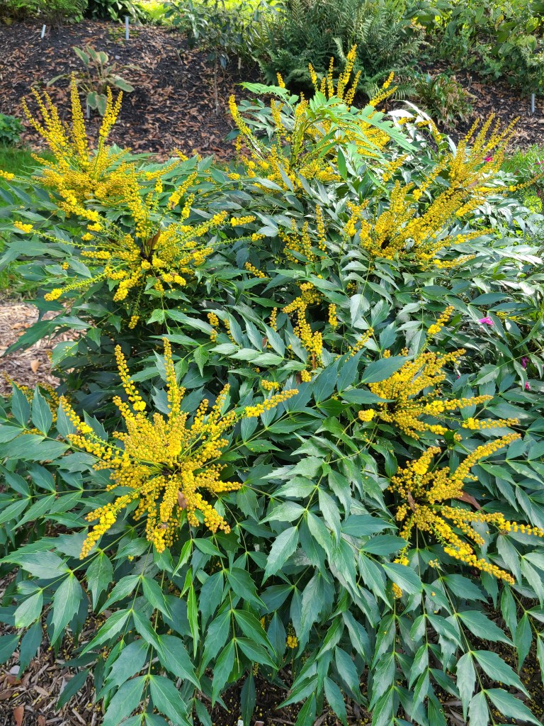 Mahonia nitens 'Ogisu'