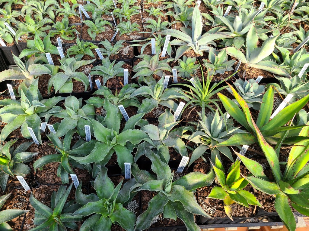 Mangave and agave hybrid seedling selections