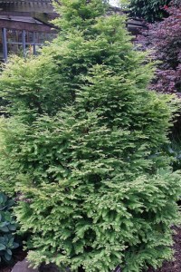 Metasequoia glyptostroboides 'Shirmann's Nordlicht'