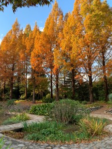 Metasequoia glyptostroboides 'Golden Ogi'