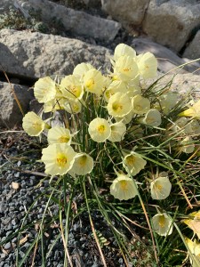 Narcissus 'Spoirot'