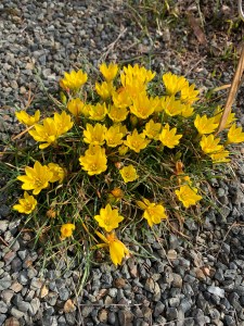 Nothoscordum sellowianum