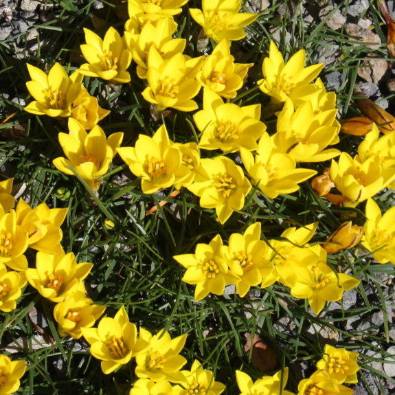 Nothoscordum sellowianum in bloom
