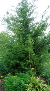Nothotsuga longibracteata