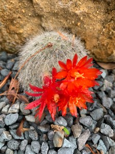Notocactus haselbergii
