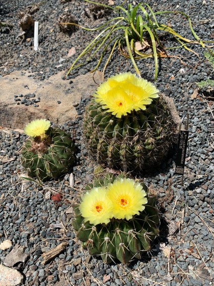Notocactus pauciareolatus