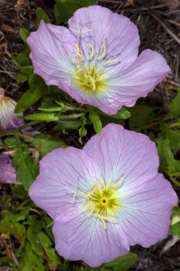 Oenothera speciosa
