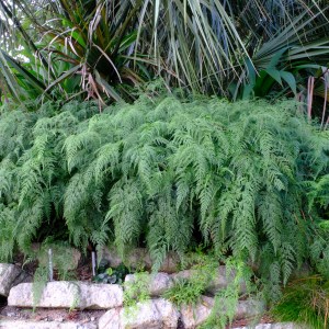 Onychium japonicum 'Filigreen'