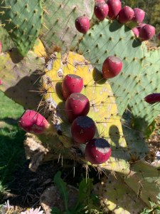 Opuntia lindheimeri